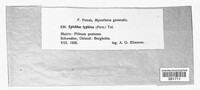 Epichloe typhina image